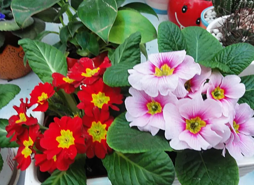 Primula Malacoides Seeds Flower Seeds For Cultivation