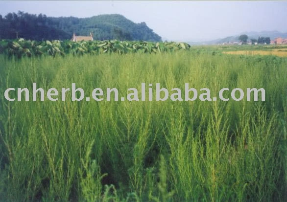 
Capillary Wormwood Flower/Herbal Artemisiae Scopariae 