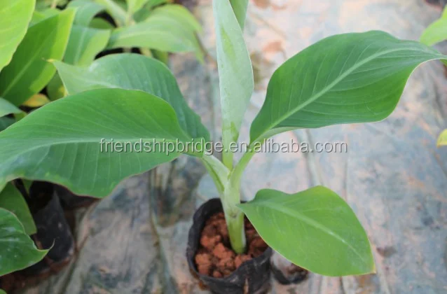 
banana trees seedling 