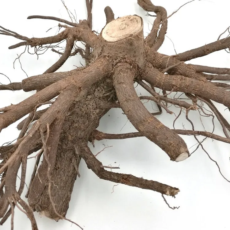 
fast grow Pao tong shantong elongata paulownia hybrid fortunei x tomentosa hybrid cut root for planting 