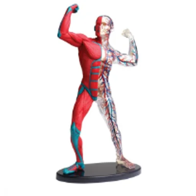 Gelsonlab HSBM-323 38 pcs 19cm  Muscle and Skeleton Anatomy Model Human Body Muscle Model Human Muscle Model
