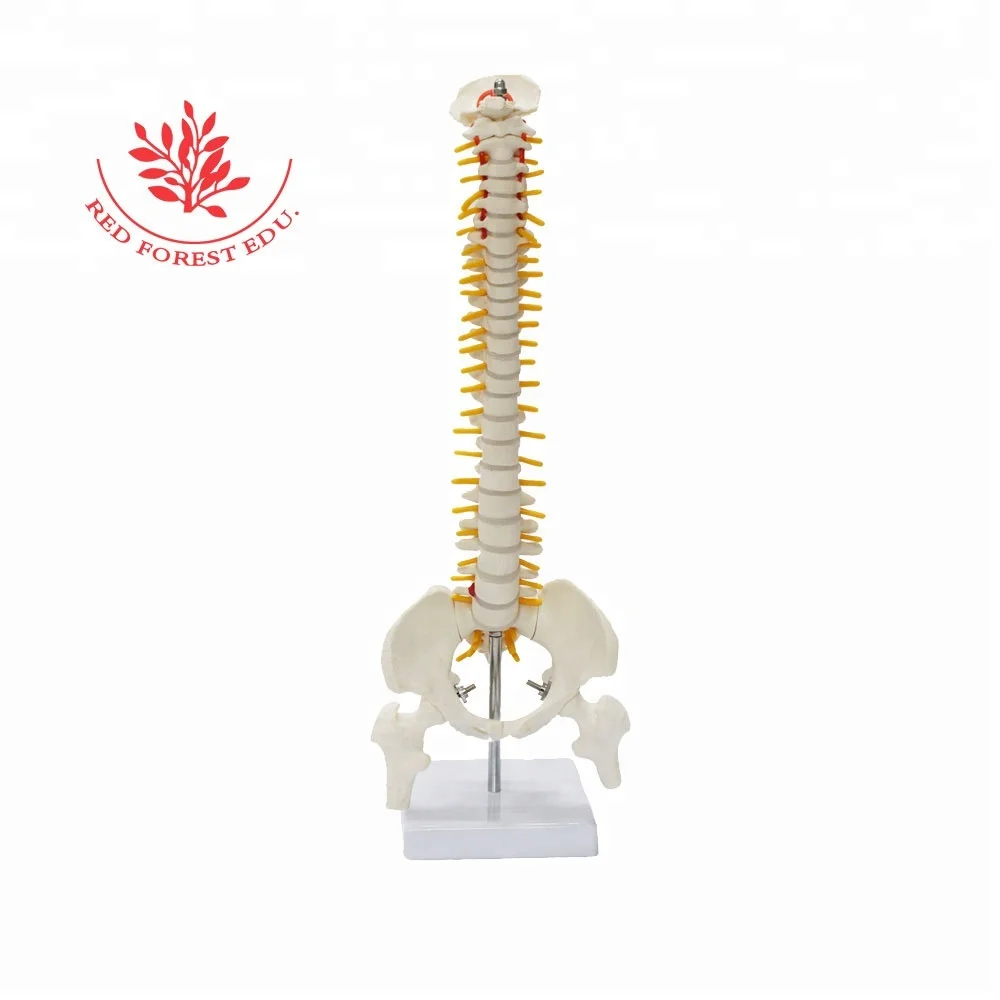 Spine Model Two Pieces Delivery Fee To Korea Only 37USD  Medical Science Human 3D Bone Anatomy Spine Model