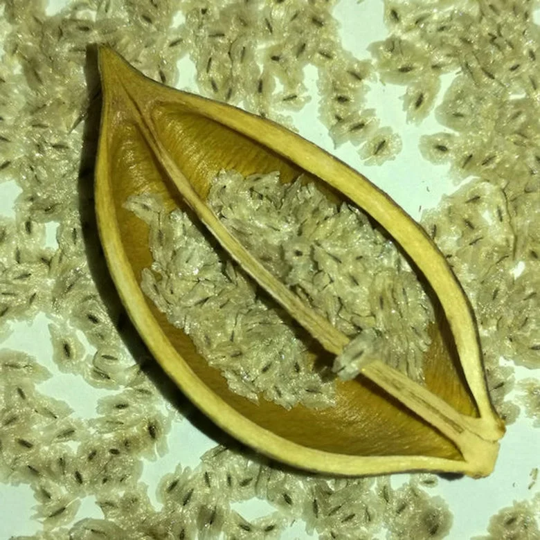 Семена деревьев принцессы, новинка 100%, свежий быстрорастущий китайский павловния хорошего качества для посадки