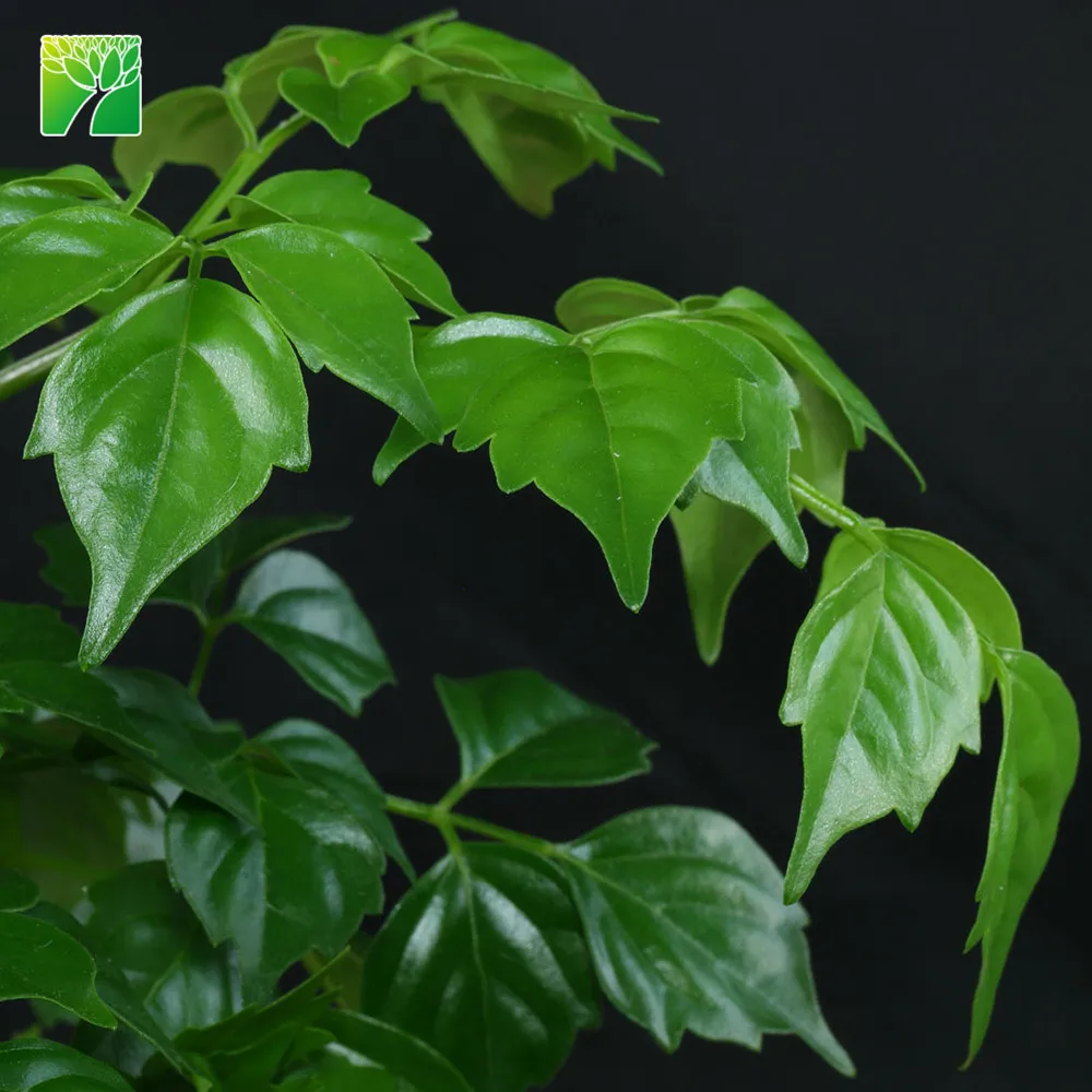 
Low maintenance medium water garden arbor plant serpent tree Radermachera sinica 