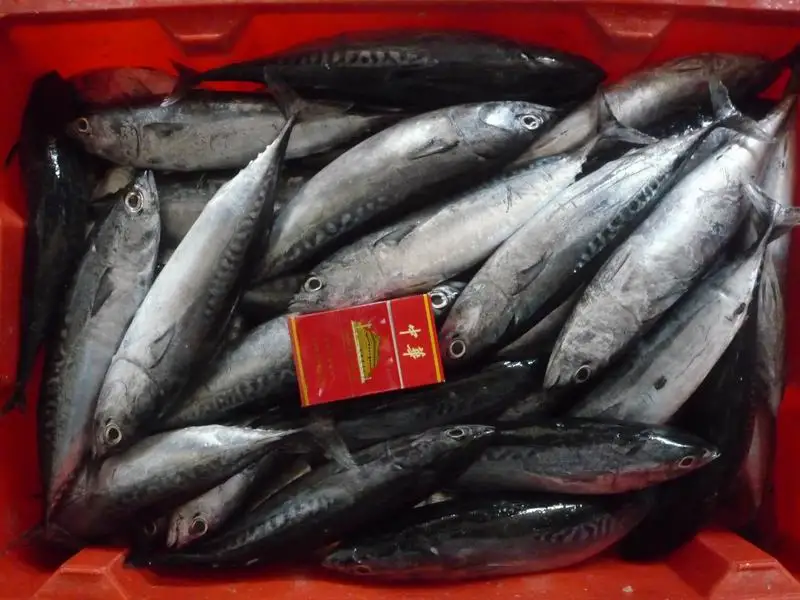 Frozen W/R Bonito Tuna (1kg+) A+