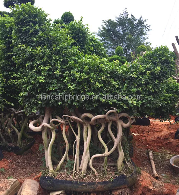 Zhangzhou Unique shape Ficus microcarpa bonsai
