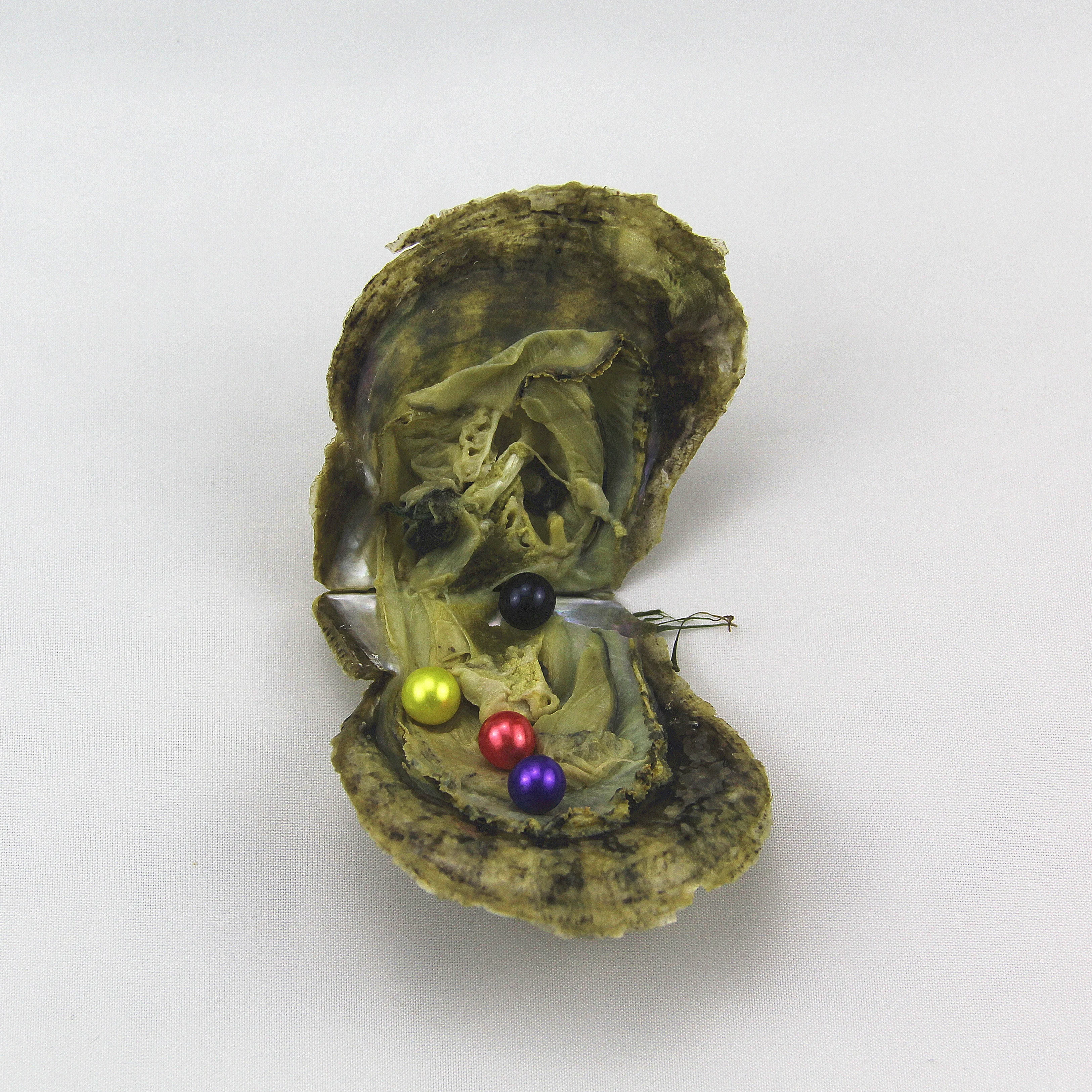 200 oysters AAA+ 6-8mm  34 colors round natural pearl single, twins, triplets and quads Akoya pearl oysters individually packed