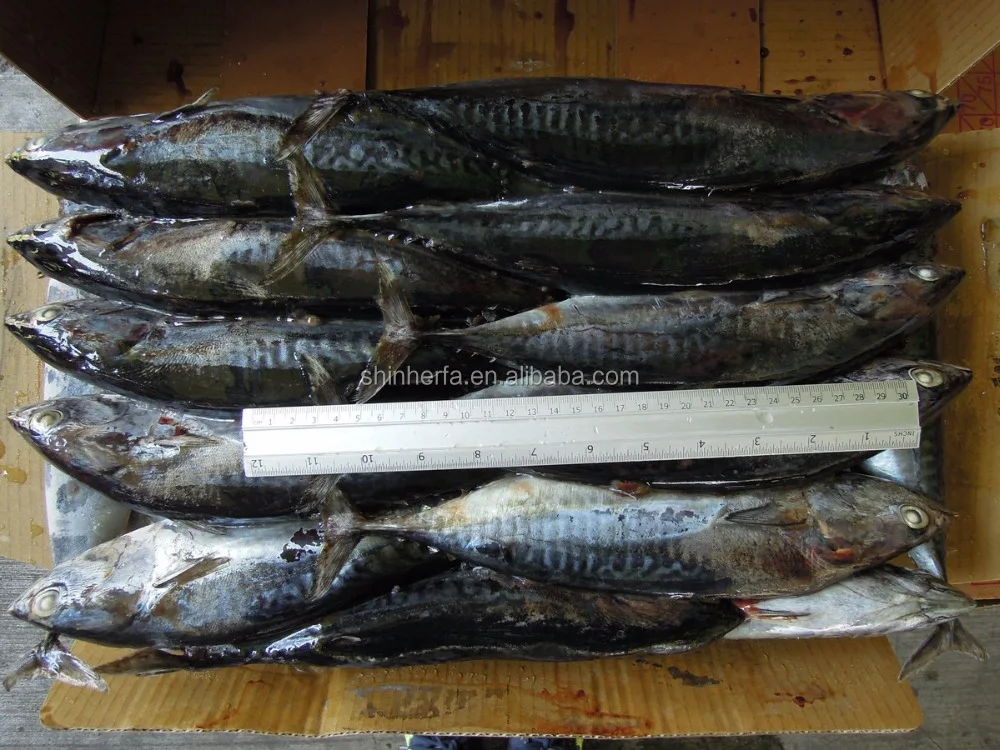 Taiwan Frozen Bonito Tuna 400/500 gram Euthynnus Affinis