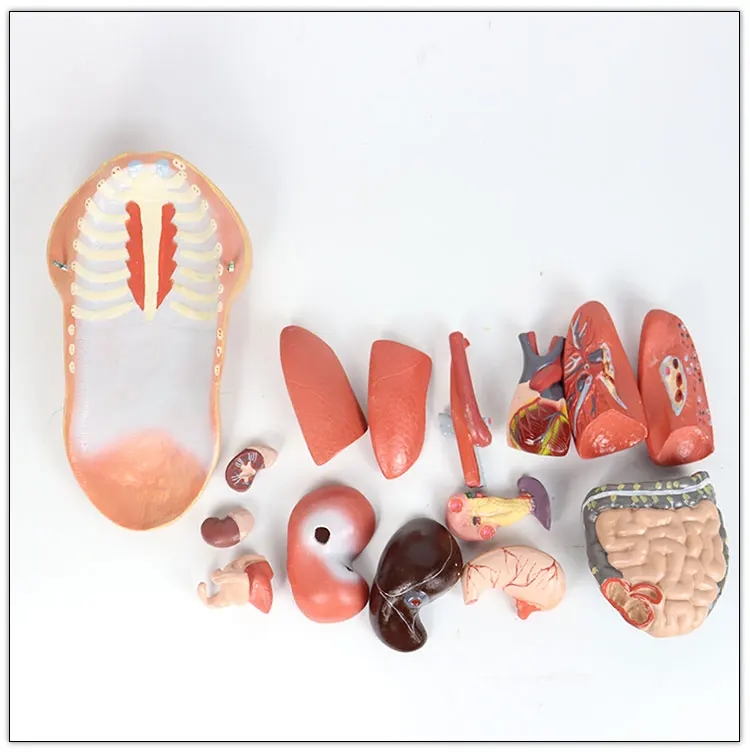 45CM Human female torso models   Human female torso model 14 internal anatomy models