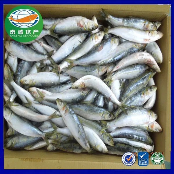 
High Quality Fish Small Size Frozen Canning Tuna Sardine Morocco <span style=