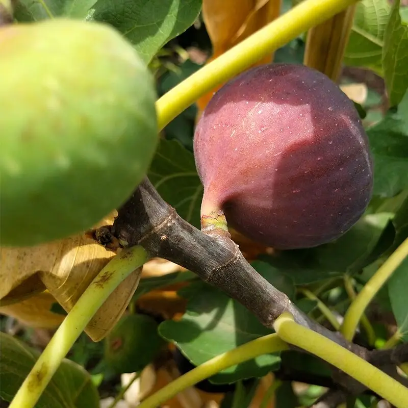 2021 новейшие экзотические семена фруктов, например, фигового семена для выращивания