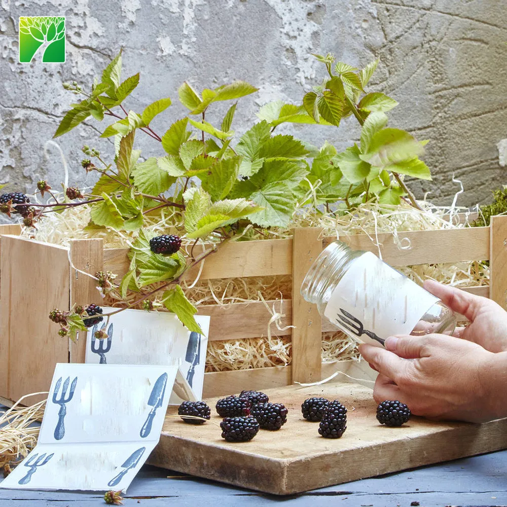 Оптовая продажа, экологичный домашний декор, набор для выращивания blackberry jam, саженцы фруктовых деревьев blackberry