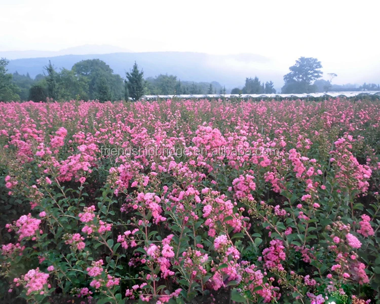 Ландшафтное дерево Креп Миртл рассада
