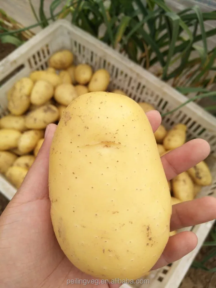 
NEW Yellow Sweet New Potato 