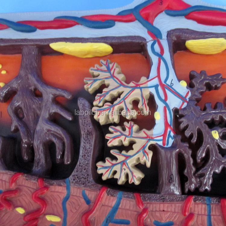 Medical Anatomy Teaching Model 3D Placenta Tissue and Umbilical Cord