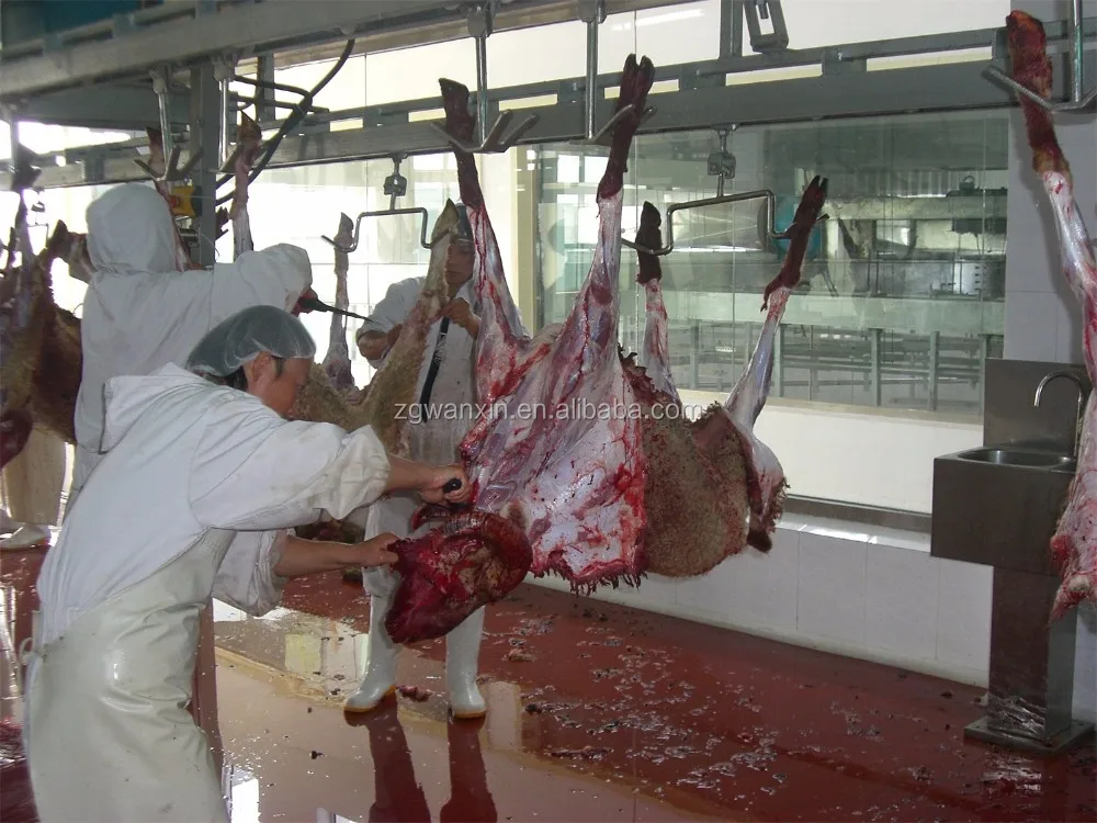 Live Sheep Slaughterhouse Goat abattoir Lamb Slaughter