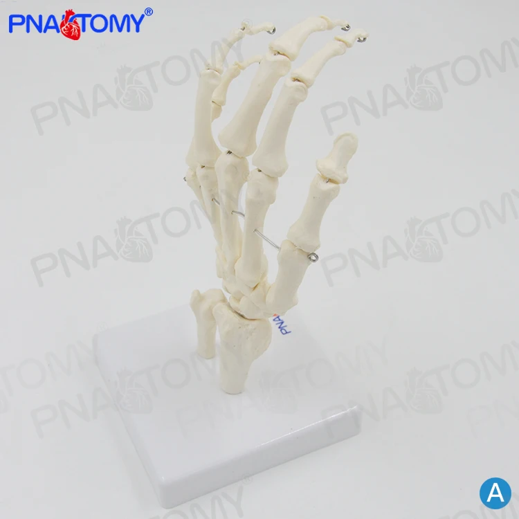 PNT-0108 life size adult human hand bone model skeleton model