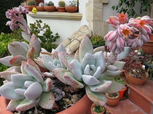 Розовые суккуленты xPachyveria, пуховые суккуленты, бонсай, большое количество для продажи