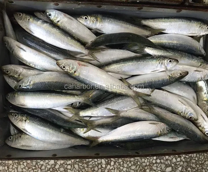 Frozen sardine sardinella longiceps for bait fish