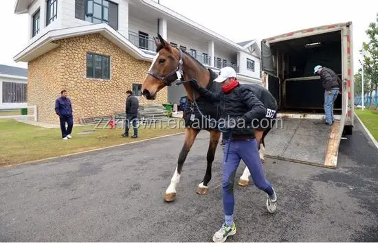 2021 Popular sale 2 Horse Angle load float standard  horse trailer floats with Horse head window European standard