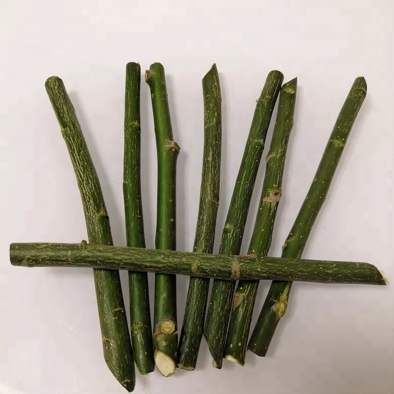 Новая резка для выращивания ивы