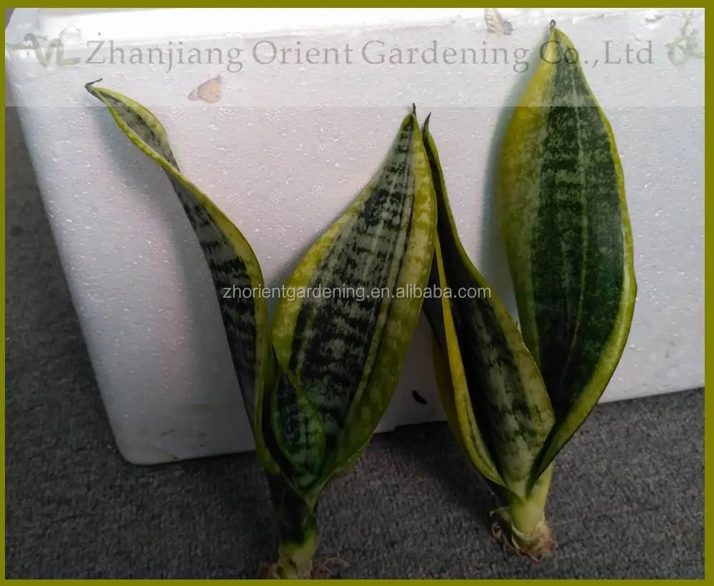  Sansevieria Trifasciata Golden