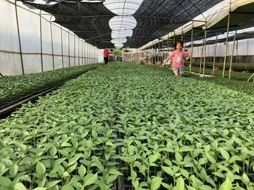 
Suntoday Chinese Asian vegetable green cabbage pakchoy seeds 1kg/bag 