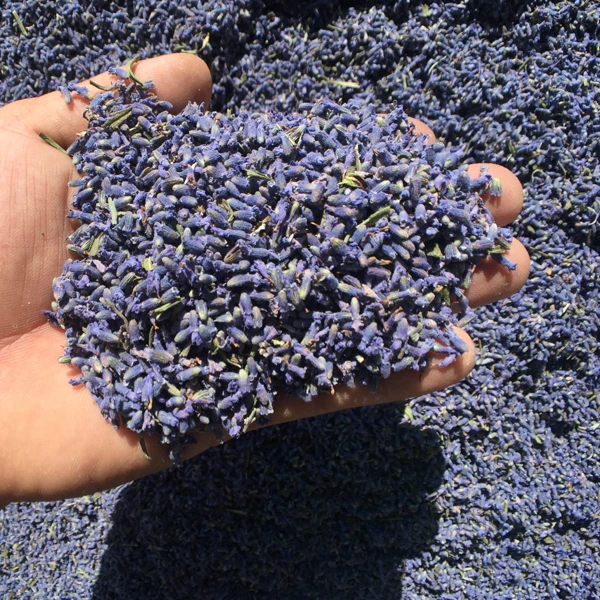 2019 best selling wholesale organic dried lavender flower for lavender neck pillow