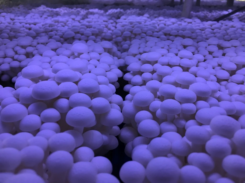 
High Quality Bulk fresh White Snow Fungus shimeji Mushroom 