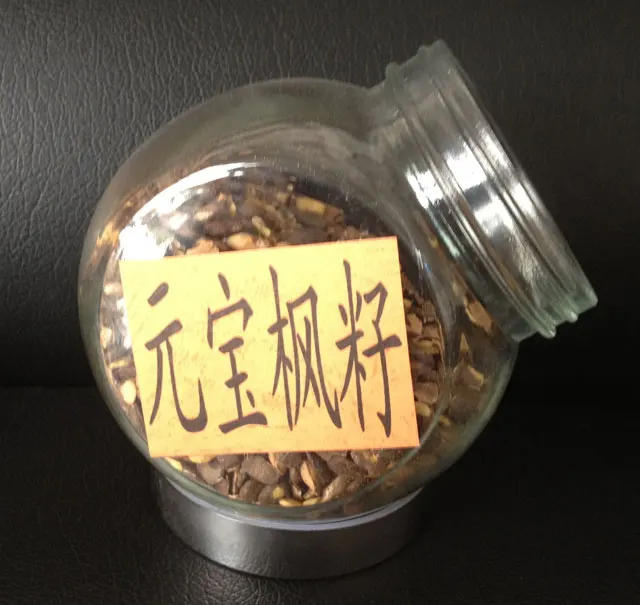 Rich in 5% of Neuroacids Plant health oil Chinese Specific Acer truncatum seed oil