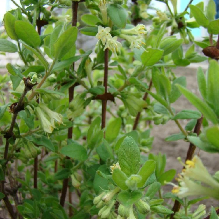 
fruit tree Lonicera caerulea var. edulis plants for exportation 