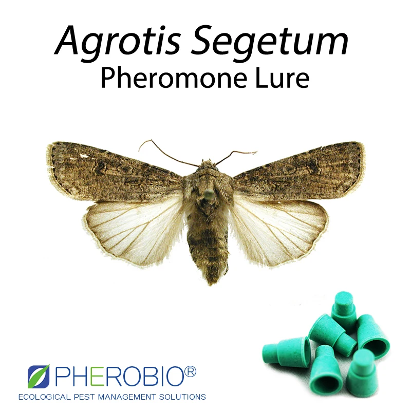 Turnip moth Agrotis Segetum pheromone lure pheormone trap