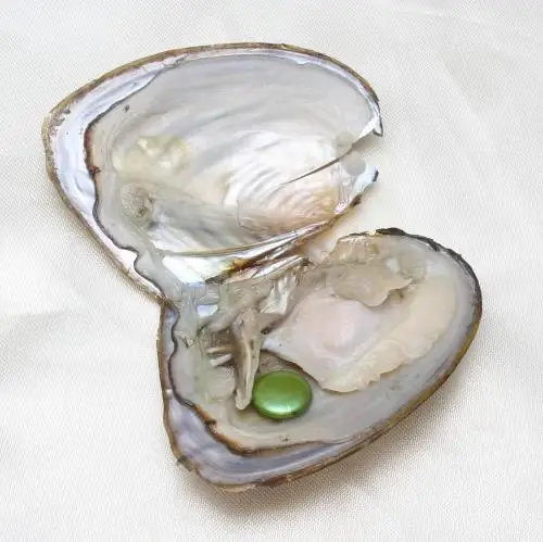 hot selling high quality freshwater cultured love wish pearl oysters with colored pearls 10-11mm