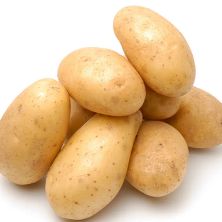 Original Fresh Potato for Export