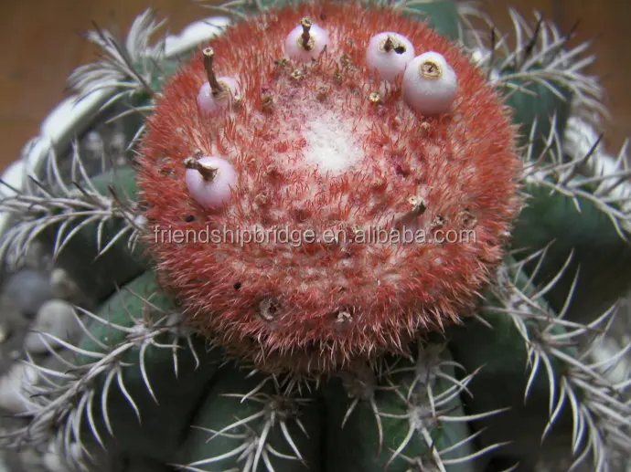 
 Оптовая продажа, мелокактус amoelnus Cactus  