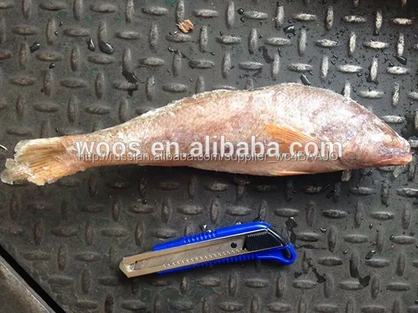 Замороженная рыба свежий желтый горбыль для продажи
