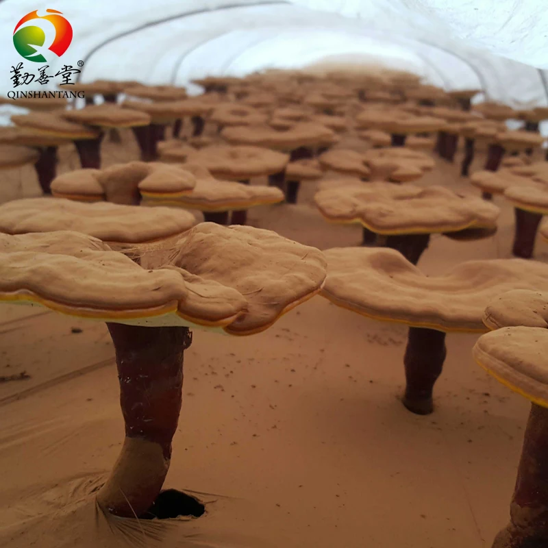 Organic Reishi Shell-broken Capsule Supplement Ganoderma Lucidum Extract Spore Powder Capsules Ganoderma Mushroom Capsule