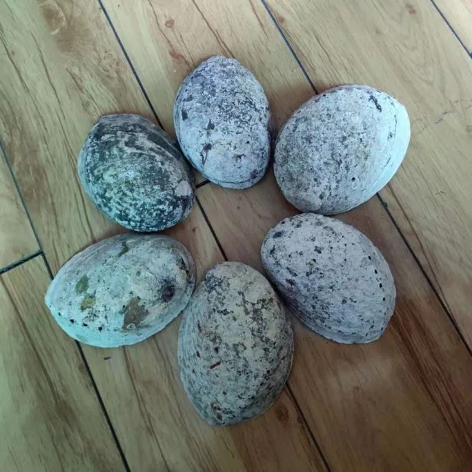2018 big promotion new zealand kauri shell abalone in stock