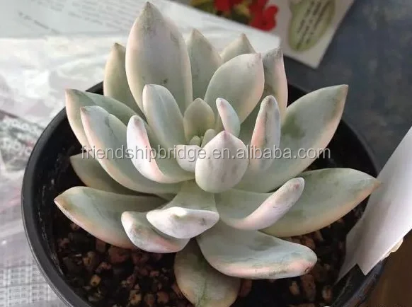 Розовые суккуленты xPachyveria, пуховые суккуленты, бонсай, большое количество для продажи