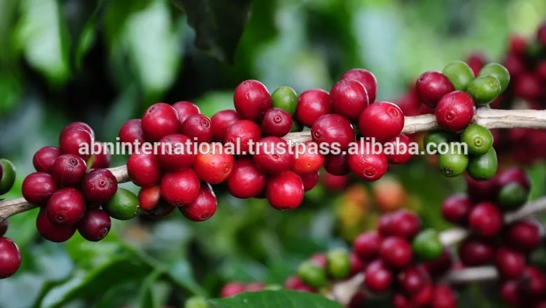 
Bulk Brazil Robusta Coffee Beans Green Coffee 