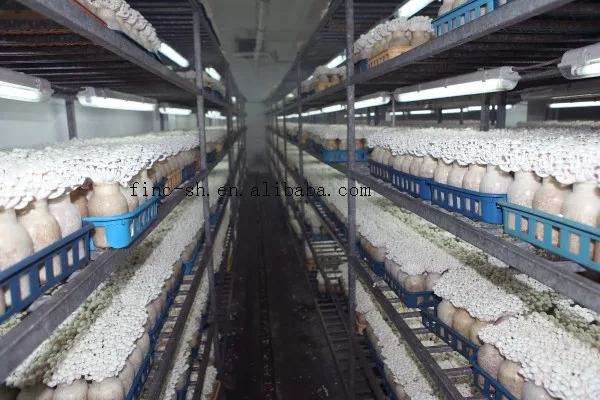 
Wholesale White Shimeji Mushroom From China 