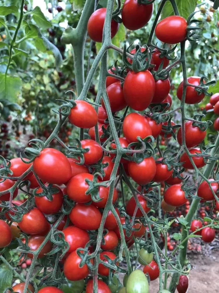 organic fertilizer for crops agriculture soybean meal  vegetable fruit crops plants common using base fertilizer black  Manure