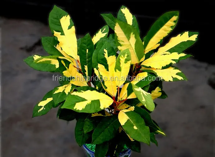 Codiaeum variegatum (L.) A. Juss variegated leaf croton plants