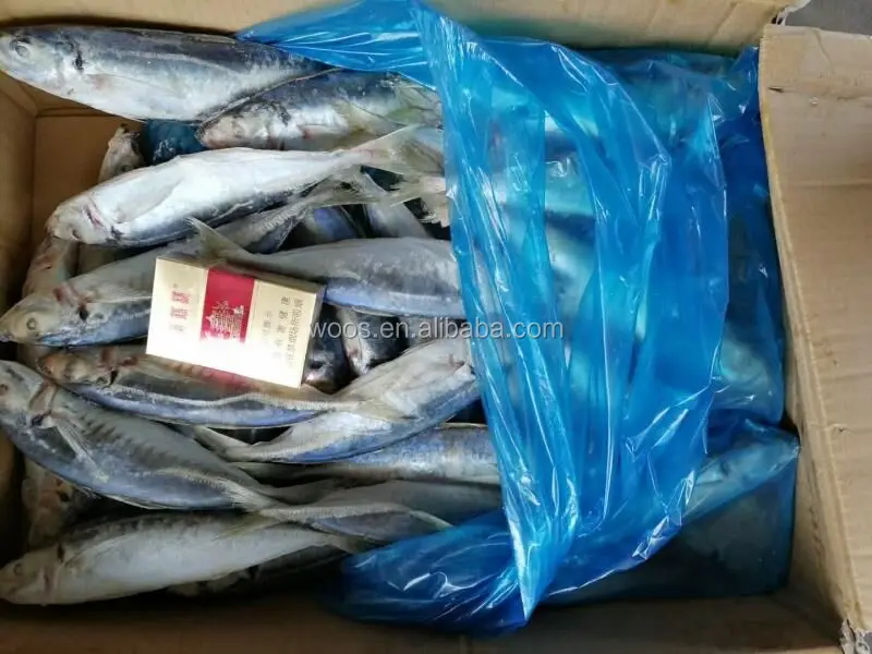 Fresh and Frozen Horse Mackerel Fish, Herring Fish ,Dry Stockfish