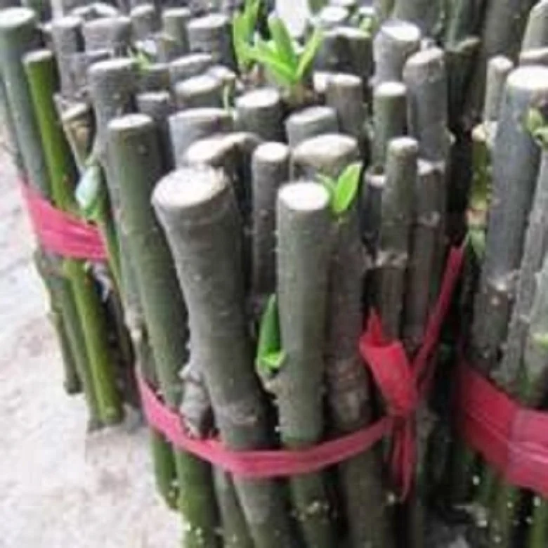 
 Китайский устойчивый к холоду ивовое дерево быстрого выращивания для посадки  