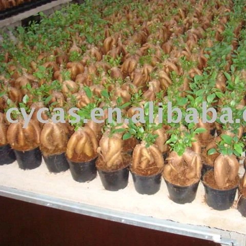 
ungrafted Ficus Microcarpa 