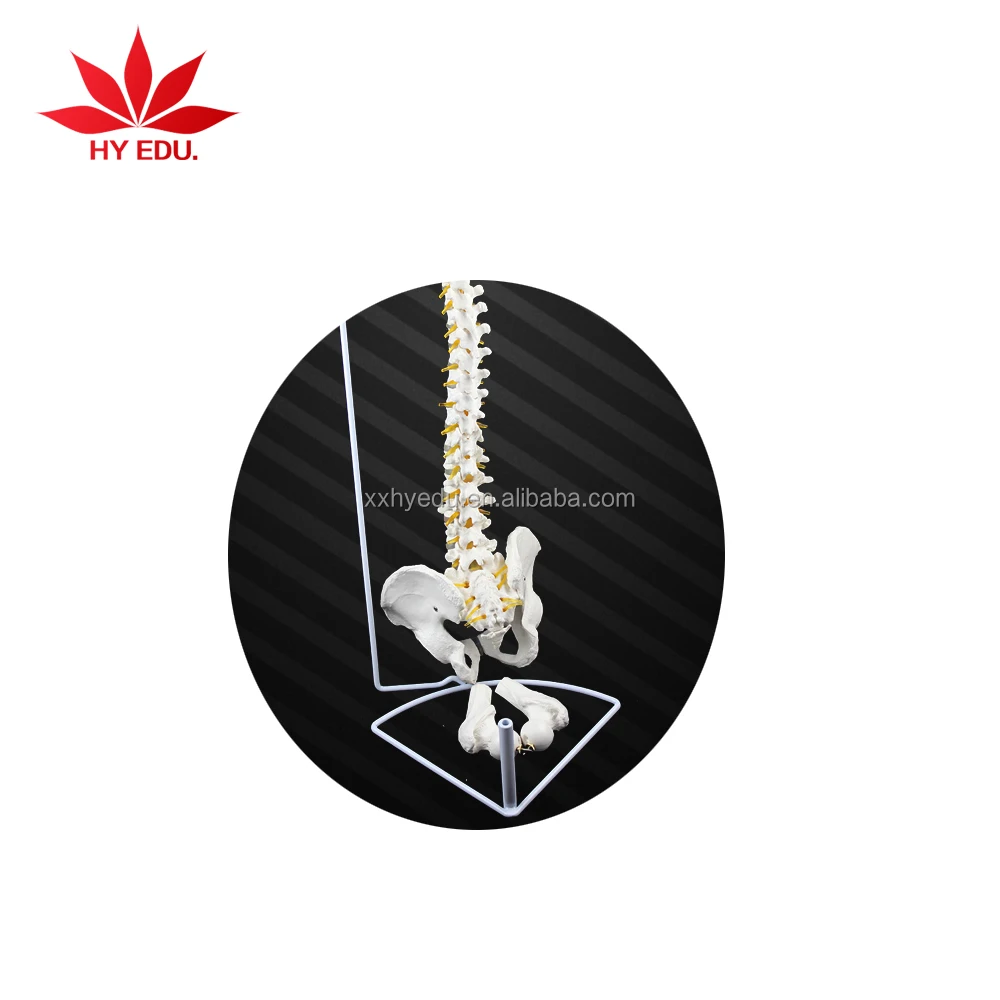 medical anatomical human life size vertebral column spine model for Education Supplies