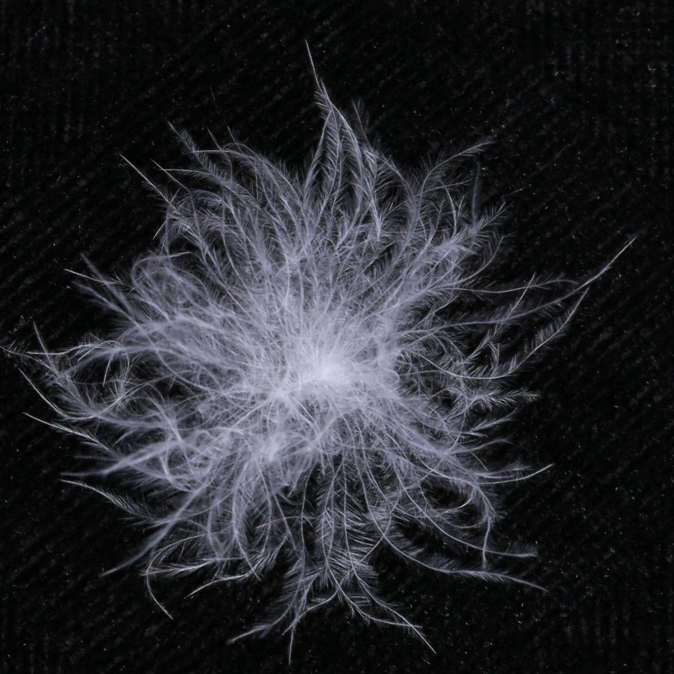 Промытый белый гусиный пух 900FP, 95% высококачественный наполняющий материал