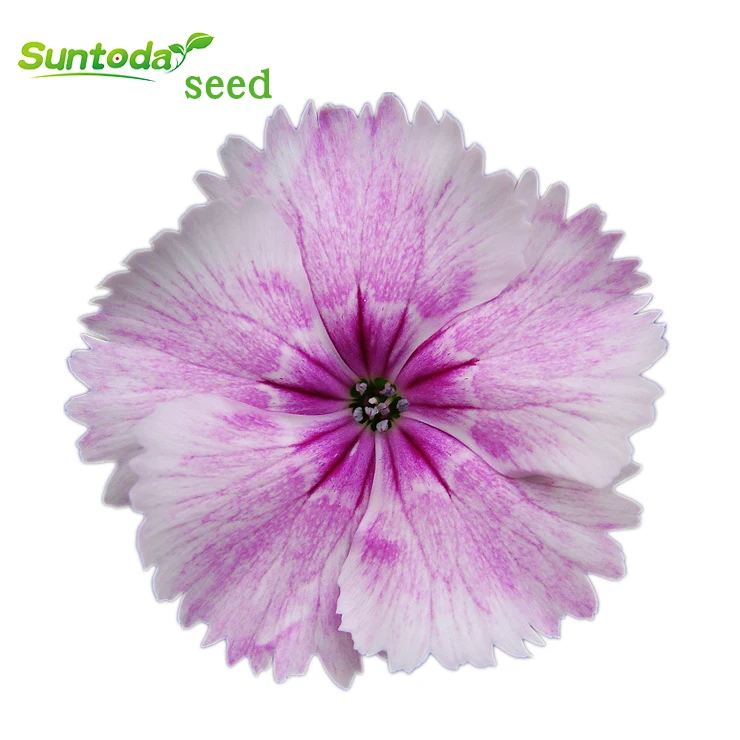 
Asian garden indoesnisa Feathered Pink seeds flower seeds for growing 