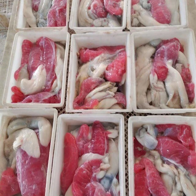 Индийский кальмар Икра кальмар яйцо